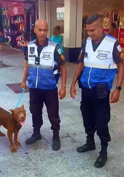 Cão abandonado em Macaé foi resgatado pelo Segurança Presente