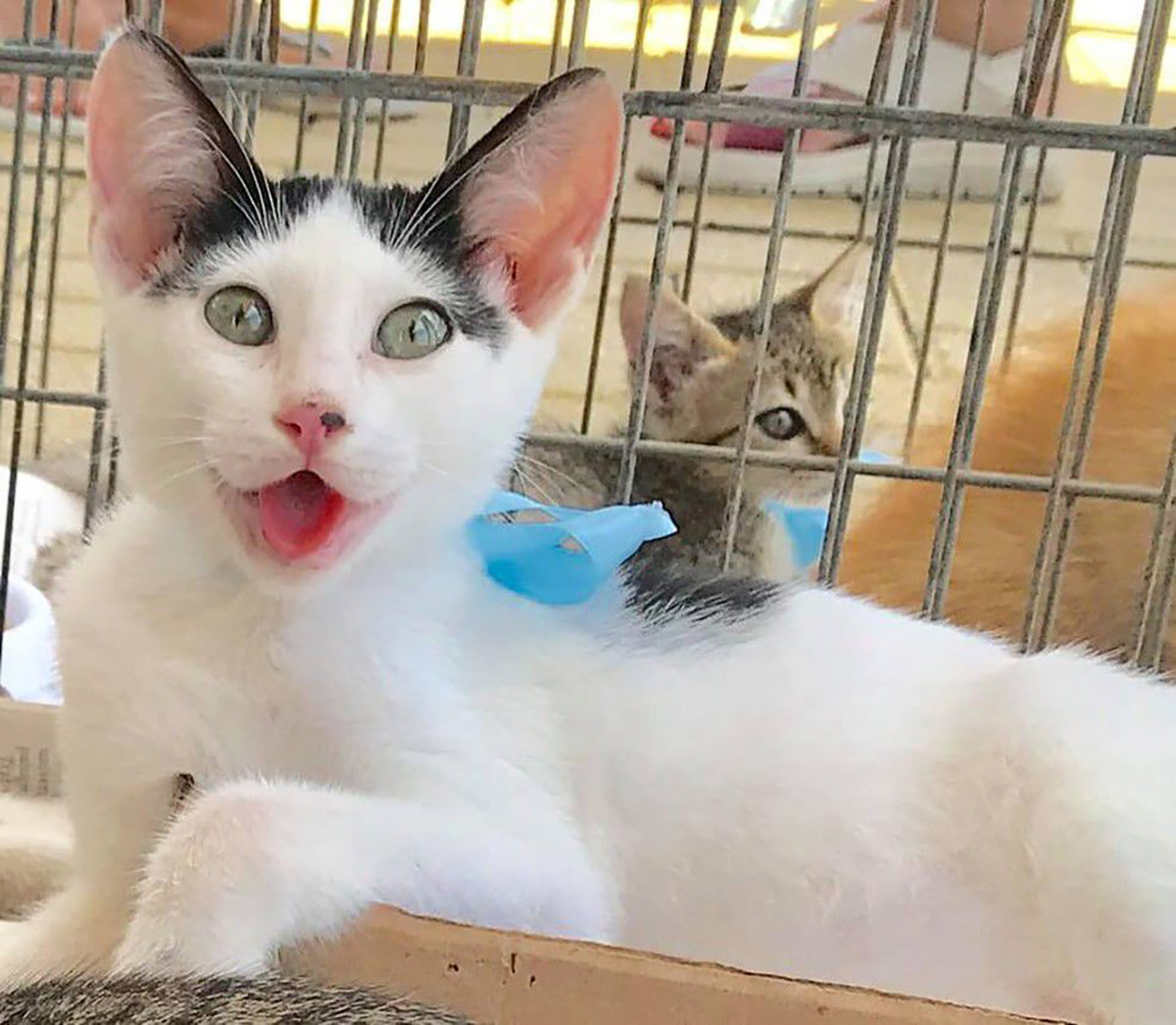 Feira de Adoção de Animais e Bazar Solidário acontece neste sábado em Cabo Frio