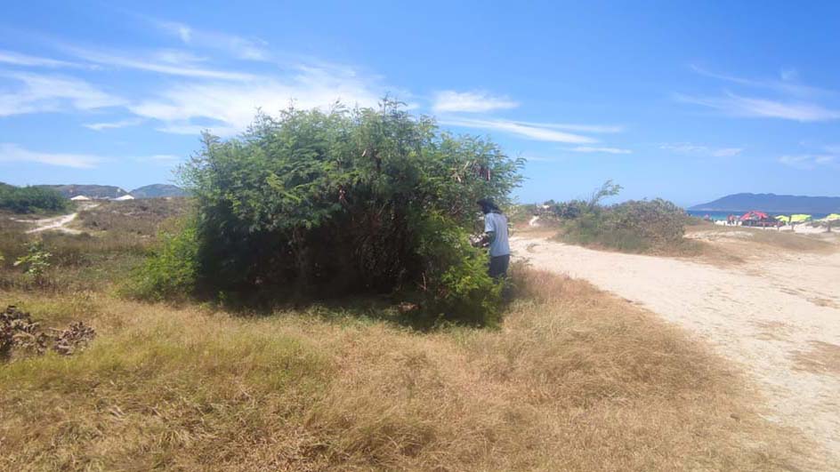 Remoção de espécies invasoras fortalece a recuperação da Praia do Forte em Cabo Frio