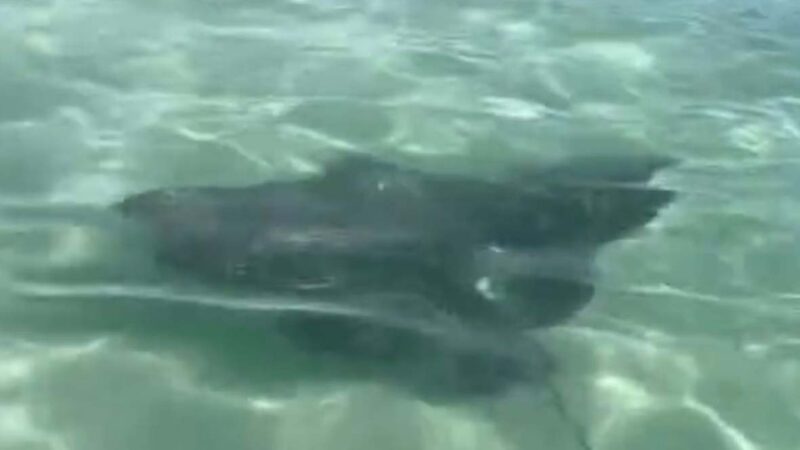 Raia é avistada nadando em águas rasas da Praia do Forte, em Cabo Frio; Veja o vídeo