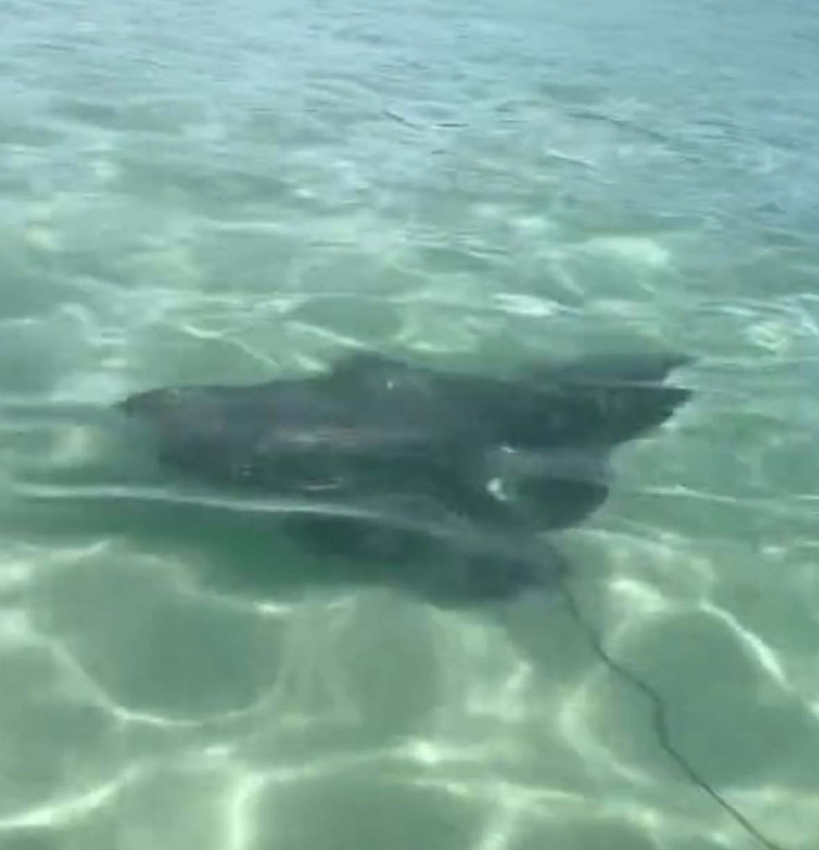 Raia é avistada nadando em águas rasas da Praia do Forte, em Cabo Frio; Veja o vídeo