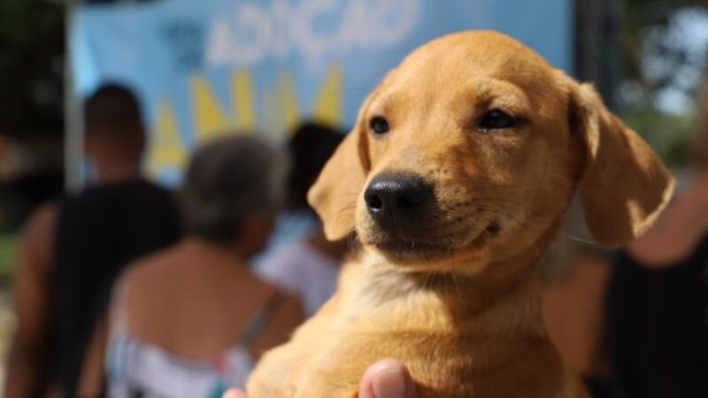 Praça no centro de Rio das Ostras recebe 1ª Feira de Adoção Animal de 2025