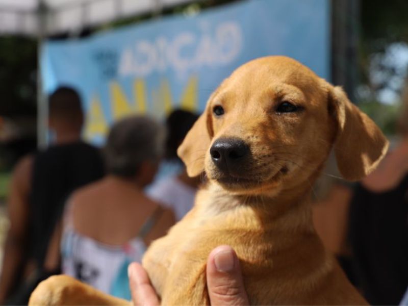 Praça no centro de Rio das Ostras recebe 1ª Feira de Adoção Animal de 2025