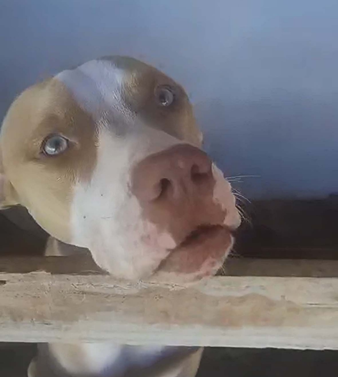 Morador denuncia caso de pitbull vítima de maus tratos em Macaé