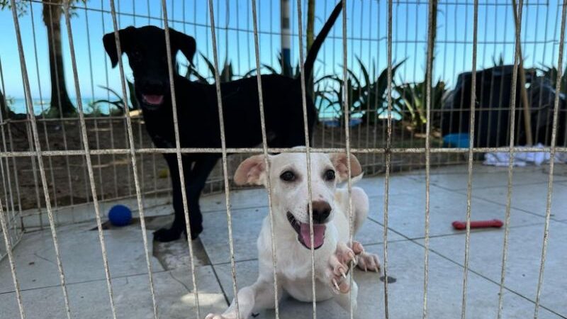 Praça de Rio das Ostras recebe feira pública de adoção de animais de estimação nessa terça, 25