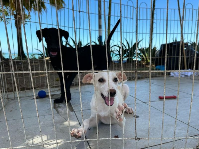 Praça de Rio das Ostras recebe feira pública de adoção de animais de estimação nessa terça, 25