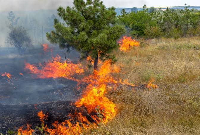 florestais aumentam no estado do Rio e chamam a atenção na Região dos Lagos