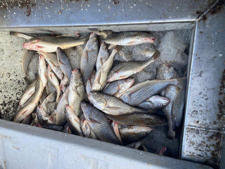 Polícia Federal apreende 50 toneladas de corvina pescadas ilegalmente em Arraial do Cabo