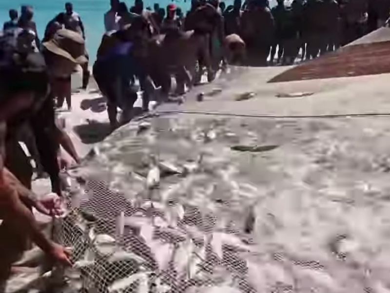 Redes cheias: pescadores artesanais de Arraial do Cabo comemoram fartura no fim de semana