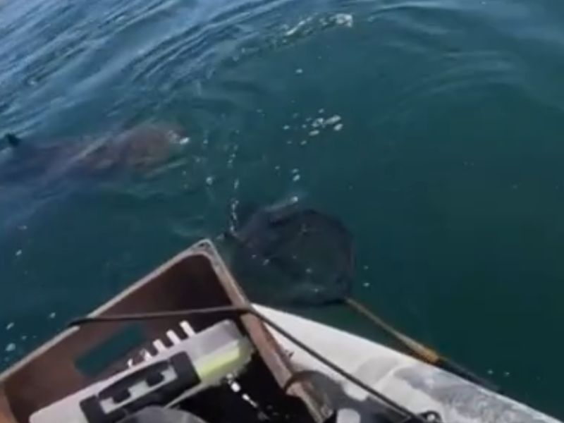 Pescadores a bordo de caiaques são cercados por tubarões em alto mar em Saquarema