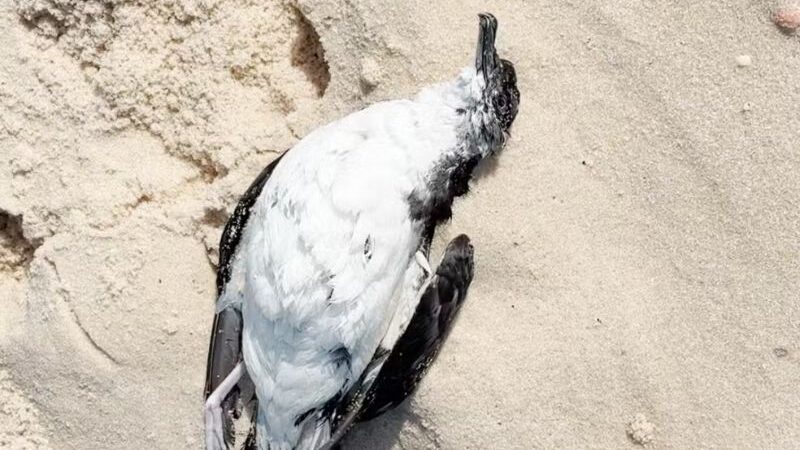 Especialistas tentam descobrir causa da morte de mais de 30 aves marinhas encontradas em Maricá