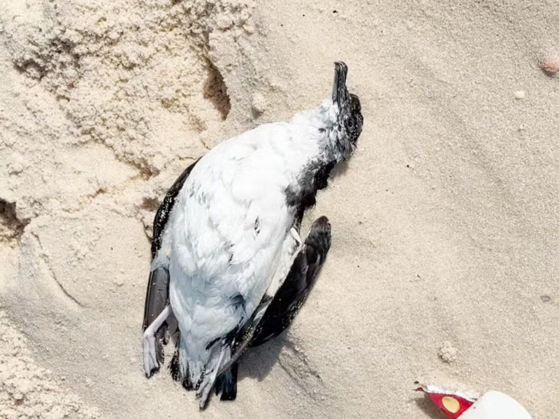 Especialistas tentam descobrir causa da morte de mais de 30 aves marinhas encontradas em Maricá