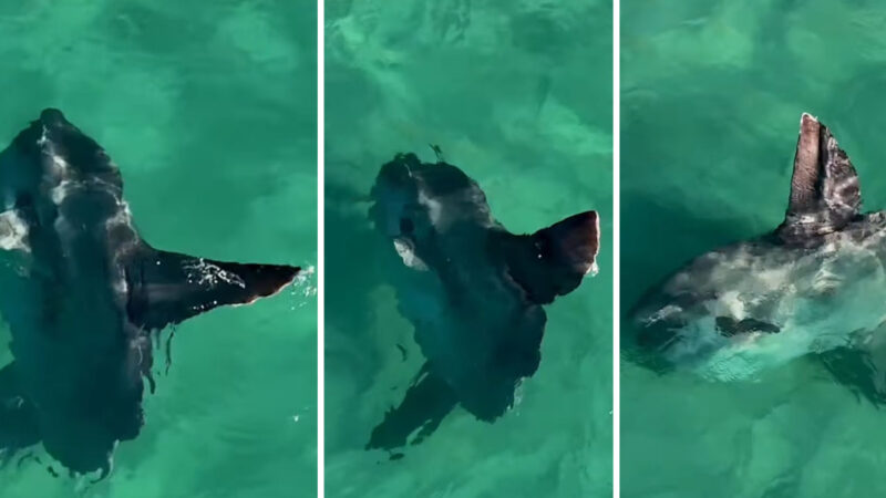 Peixe-lua visita a costa de Arraial do Cabo para um spa natural no oceano