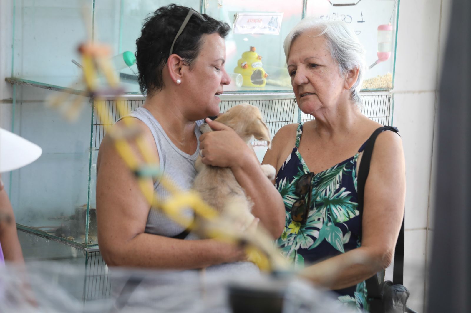 Feira de Adoção retorna com novos pets à espera de um lar em Cabo Frio