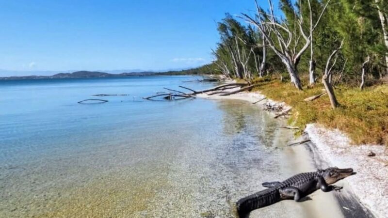 População fica em alerta após Jacaré ser flagrado na praia em Cabo Frio