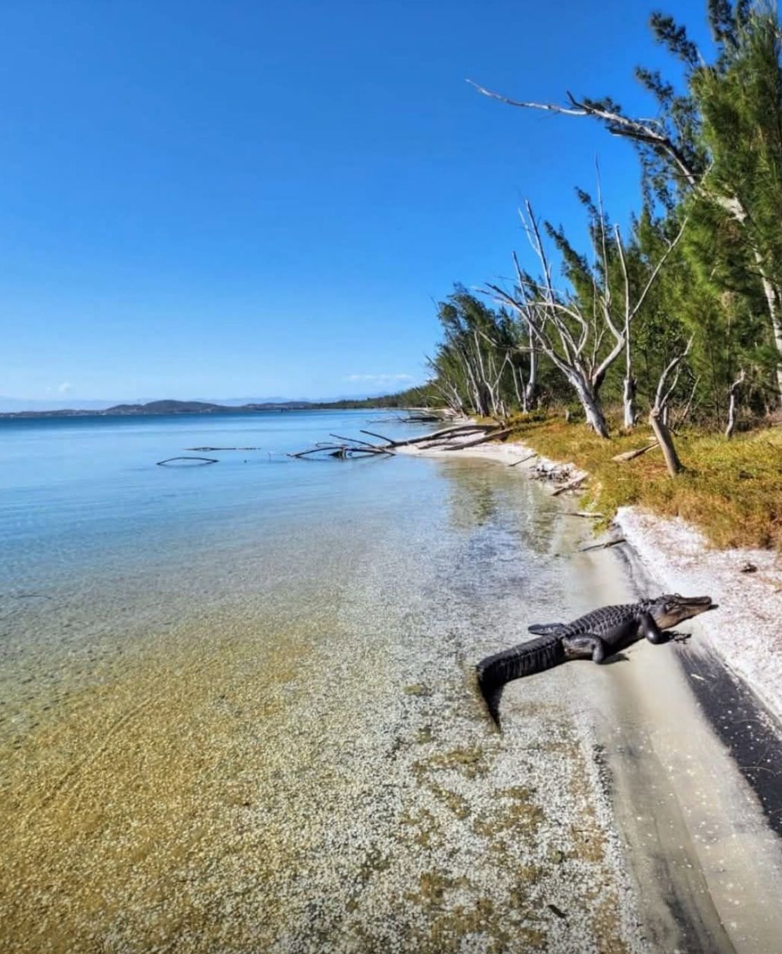 População fica em alerta após Jacaré ser flagrado na praia em Cabo Frio