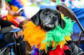 O primeiro carnaval pet de Rio das Ostras está chegando