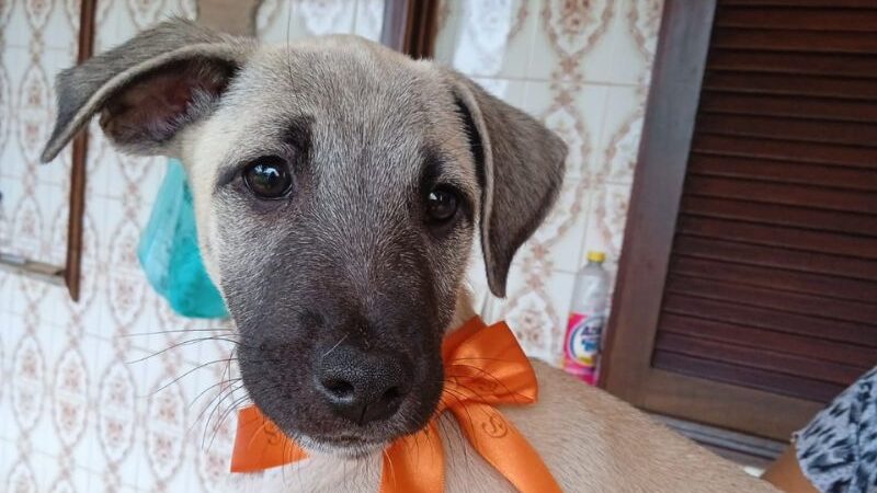 Feira de Adoção de Cães e Gatos acontece no Plaza Rio das Ostras nesse domingo, 9