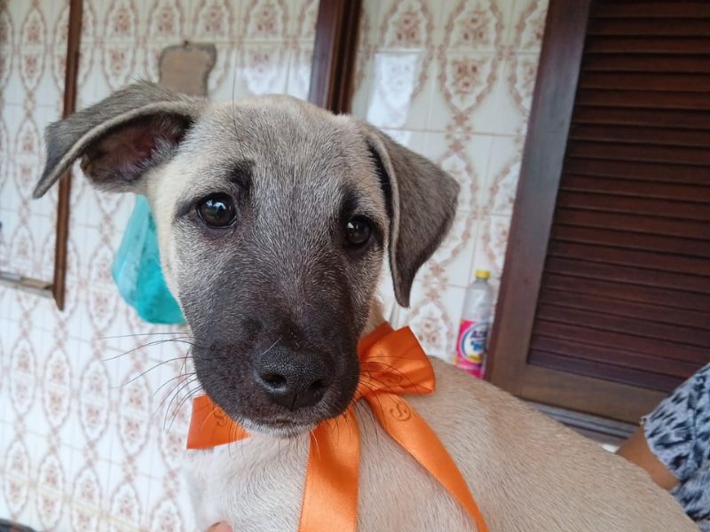 Feira de Adoção de Cães e Gatos acontece no Plaza Rio das Ostras nesse domingo, 9