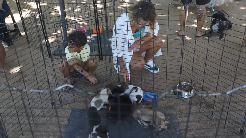 Feira de Adoção de Cães e Gatos será realizada neste sábado em Macaé