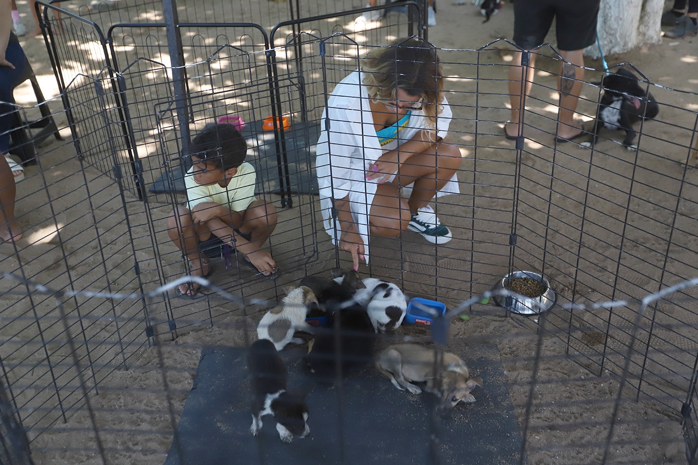 Feira de Adoção de Cães e Gatos será realizada neste sábado em Macaé