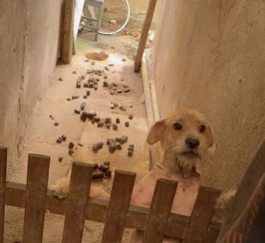 Homem preso por maus-tratos a animal em Cabo Frio terá prisão mantida pela justiça