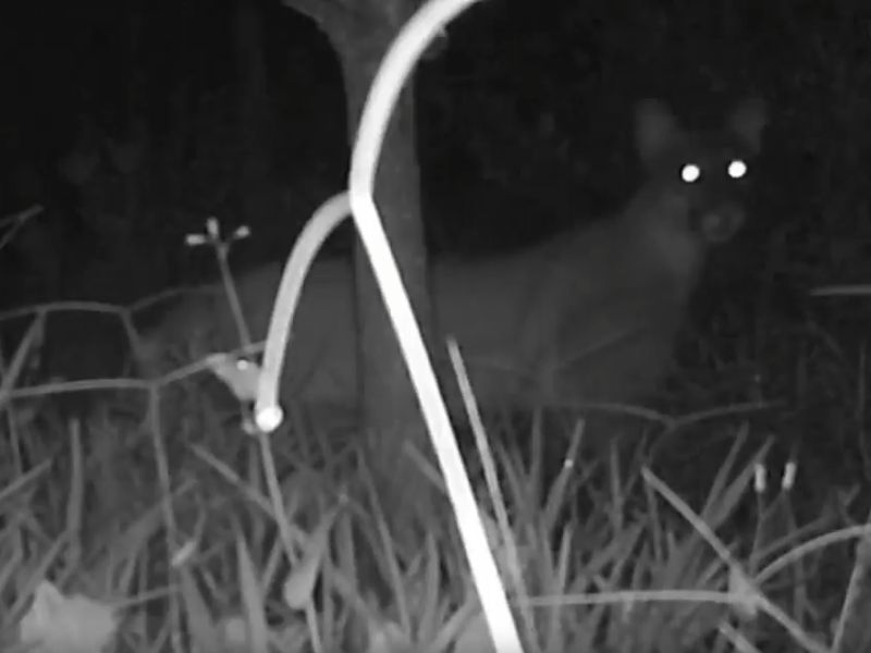 Onça-parda é flagrada em viaduto vegetado em trecho da BR-101, em Silva Jardim