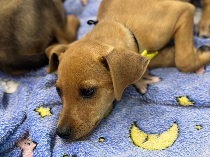 Feira de adoção de cães e gatos de estimação acontece nesse domingo, 6, em Rio das Ostras