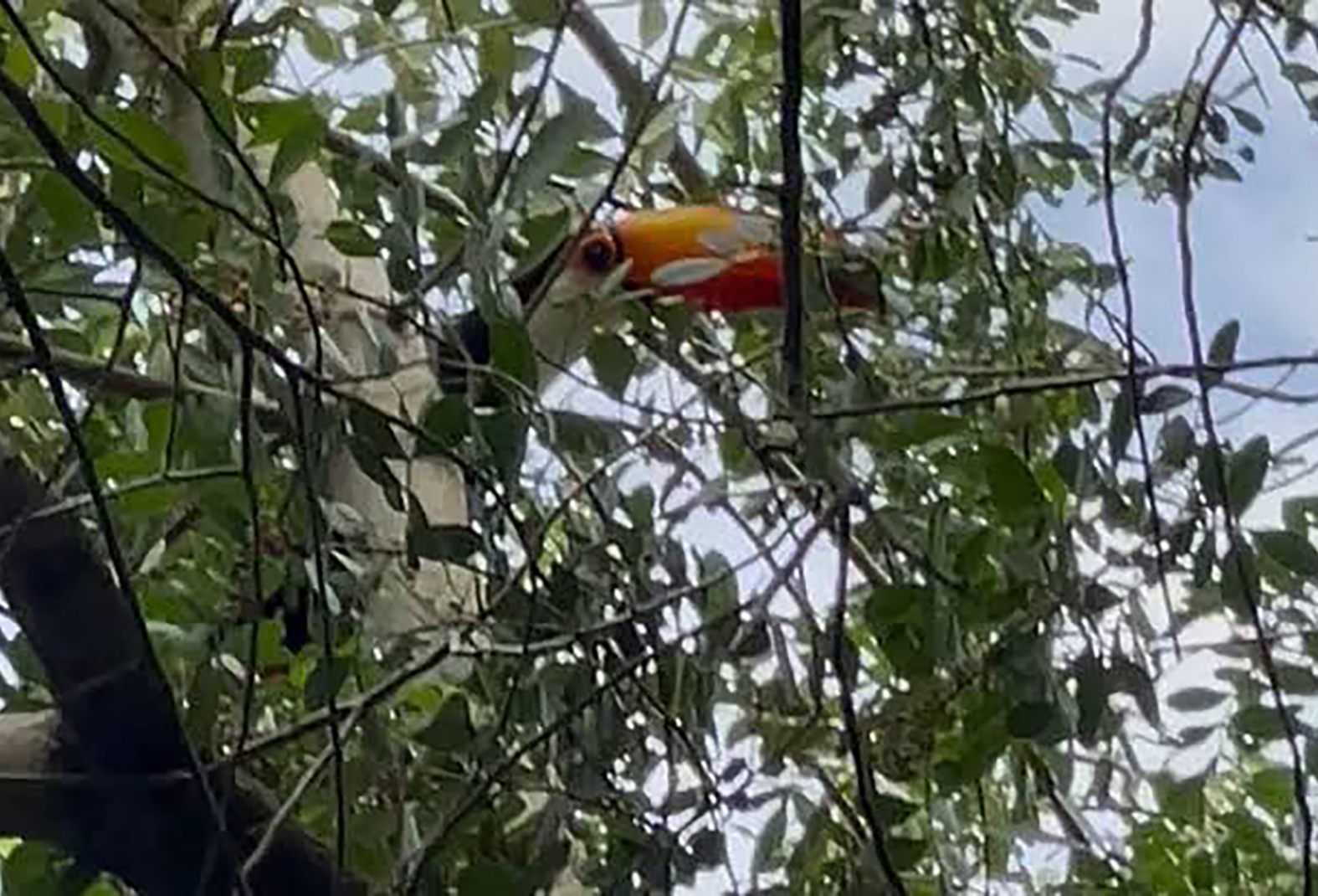 Horto de Cabo Frio vira palco de aparição rara de tucano