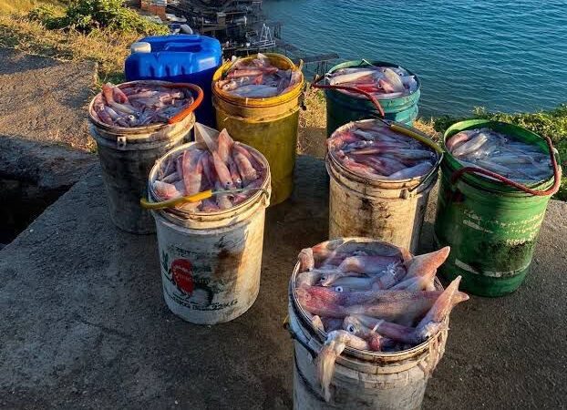 Ferrugem é atração principal do Festival da Lula em Arraial do Cabo