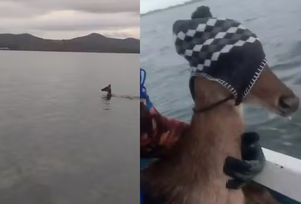 Pescadores de Saquarema salvam cervo cansado no meio da Lagoa de Araruama