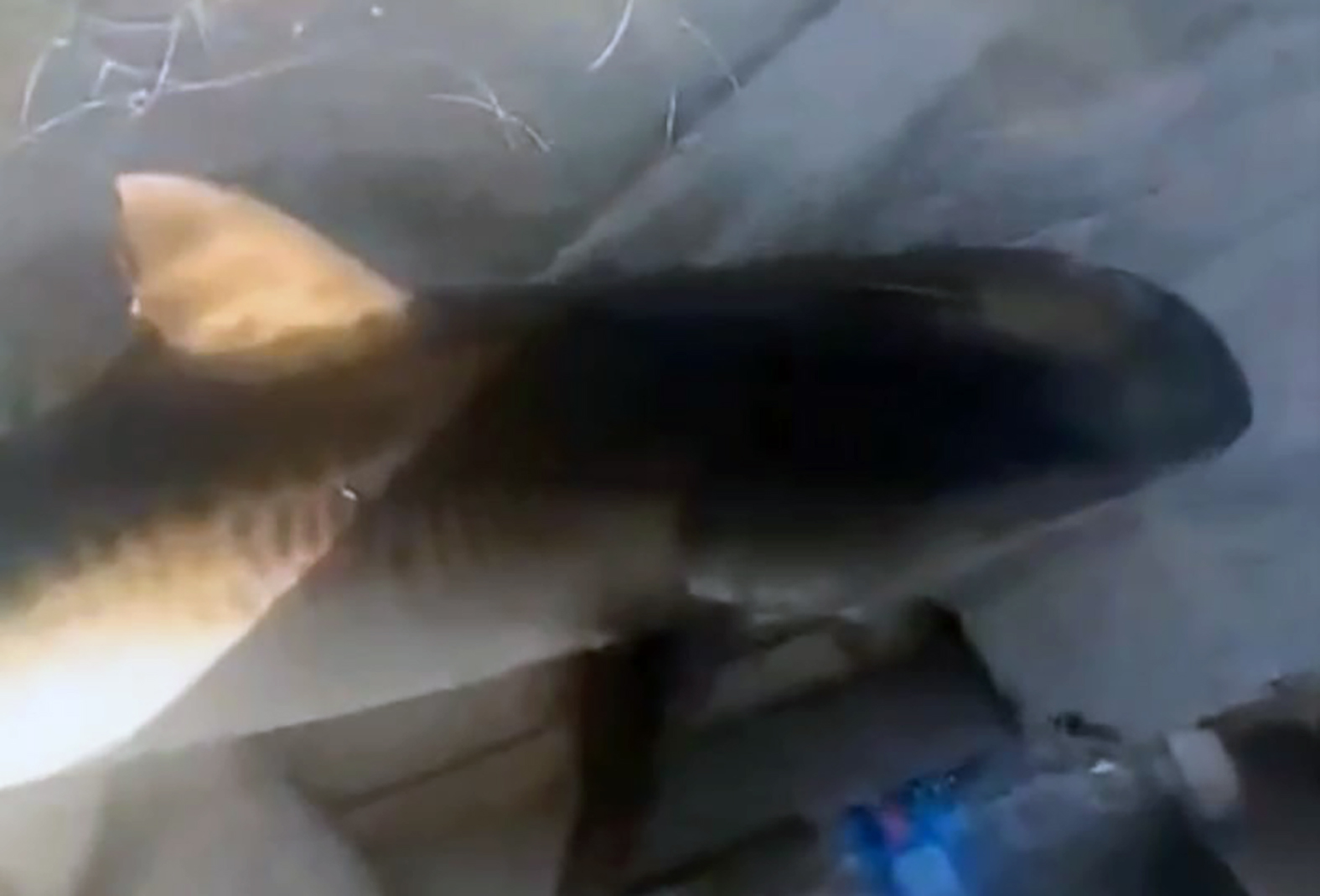 Preso na rede por engano, filho de tubarão é devolvido ao mar por pescador de Maricá