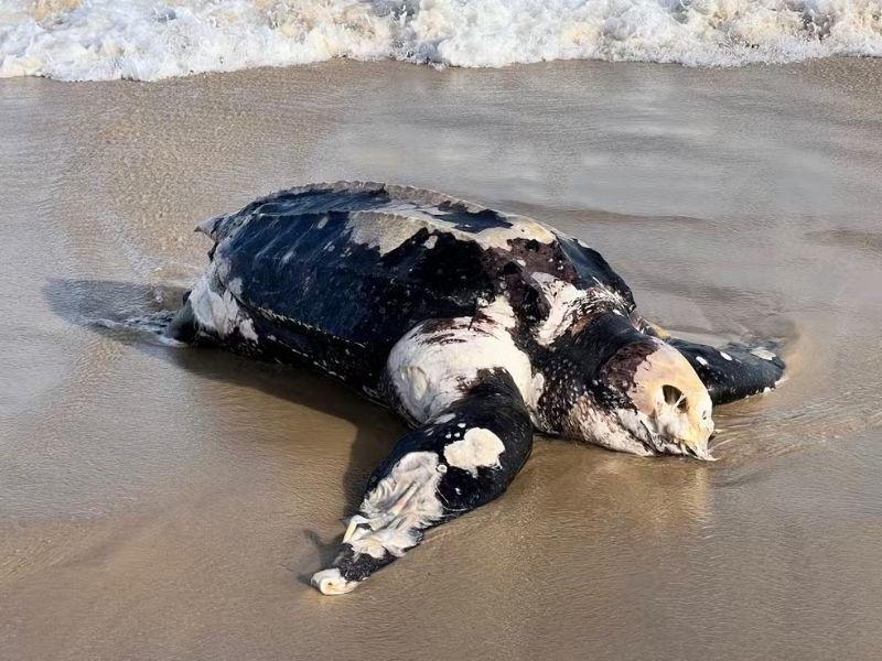 Corpo de tartaruga morta é encontrado em Maricá; especialistas descartam contato humano