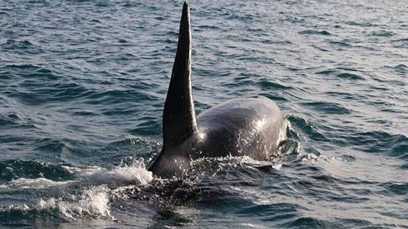 Avistamento de orcas reforça riqueza da vida marinha em Arraial do Cabo