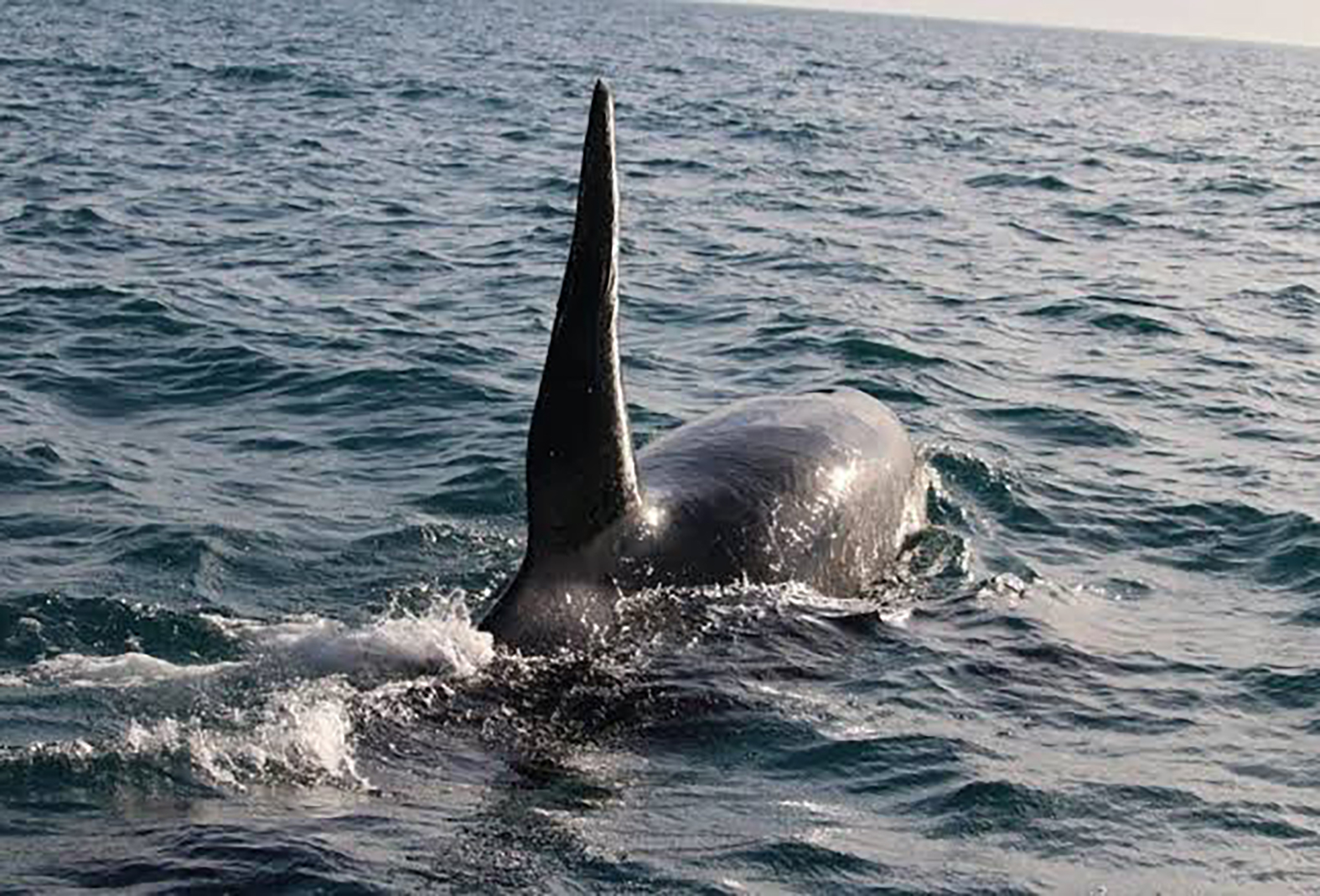 Avistamento de orcas reforça riqueza da vida marinha em Arraial do Cabo