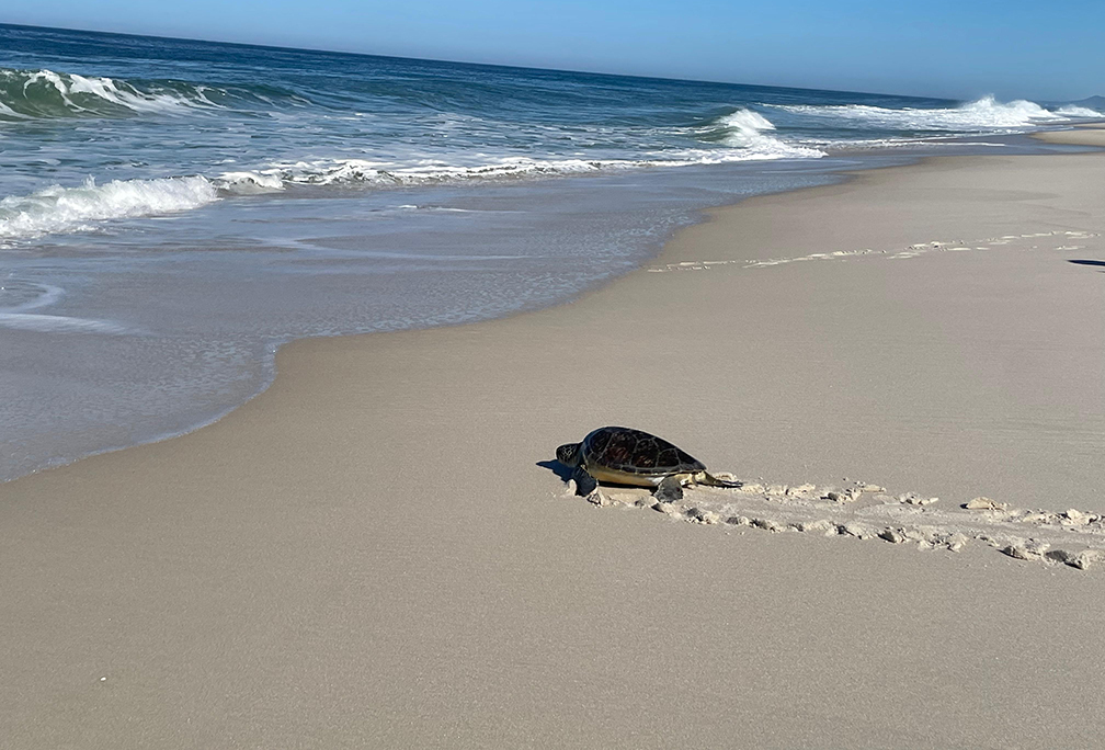 Instituto BW e alunos juntos pela preservação da fauna marinha na Região dos Lagos