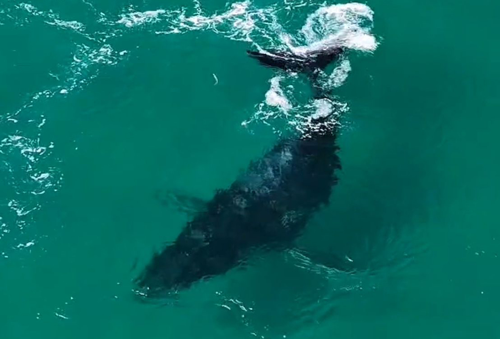 Domingo de surpresa e emoção com baleia nadando próximo à costa de Arraial do Cabo