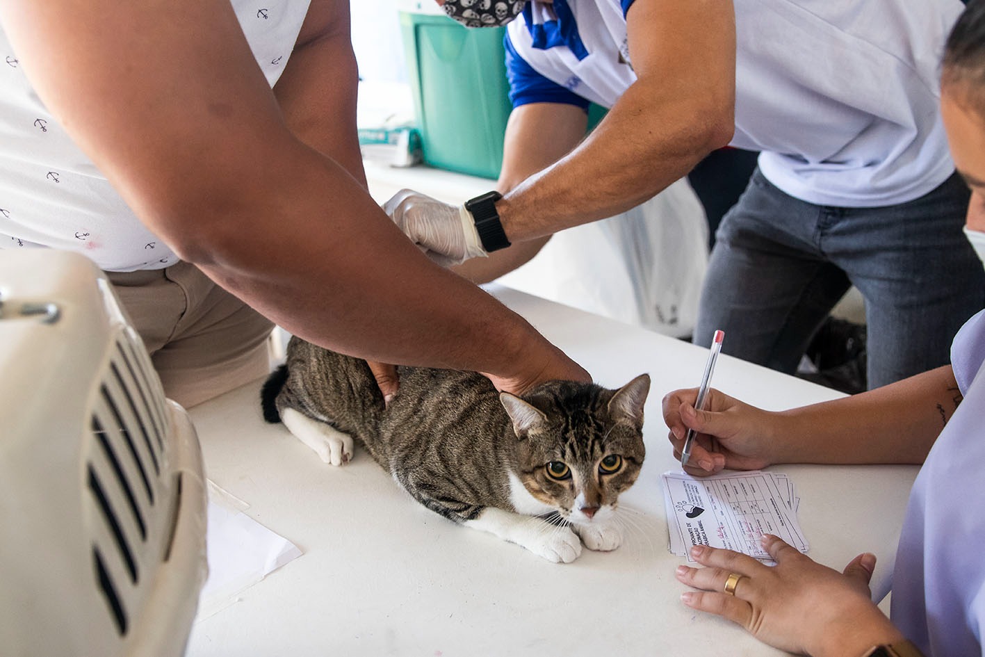 Macaé inicia ação preventiva contra a raiva em animais domésticos