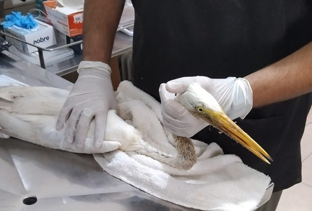 Garça ferida é encontrada no Portinho, Cabo Frio e passa por tratamento especializado