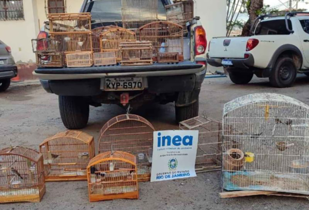 Aves silvestres em cativeiro ilegal são resgatadas em ação do Inea em Saquarema