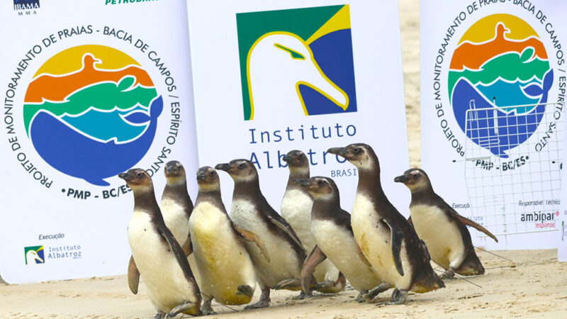 Um ano de proteção à vida marinha – Instituto Albatroz marca avanços no litoral da Região dos Lagos