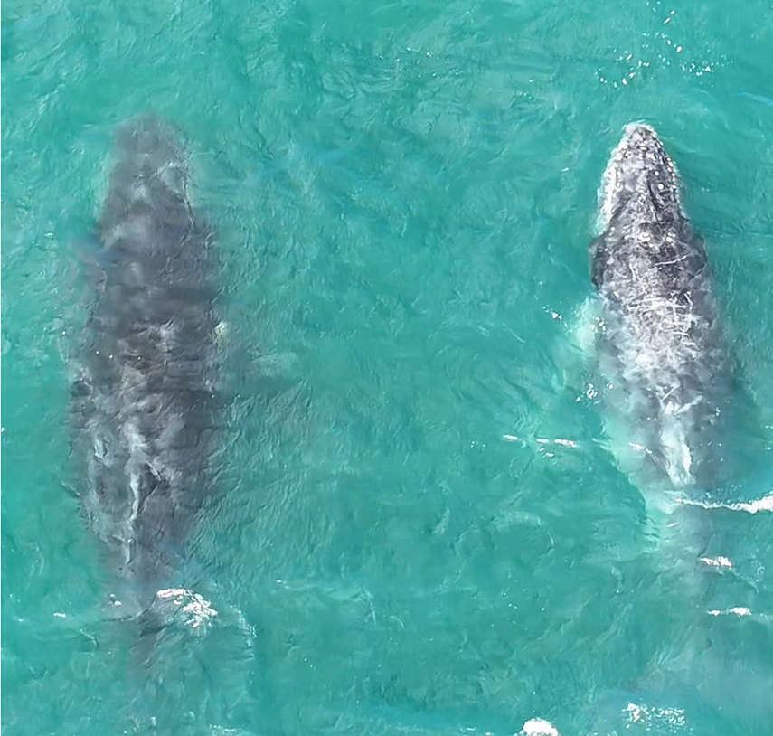 Gigantes do oceano dão as caras em Arraial e marcam início da temporada 2024