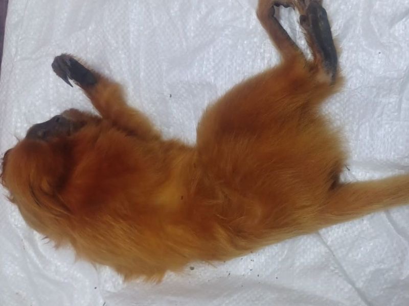 Resgate de mico-leão-dourado em Rio das Ostras reforça importância da educação ambiental