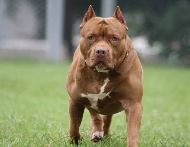 Dono de pitbull será responsabilizado após cão invadir quintal e matar outro animal em Búzios