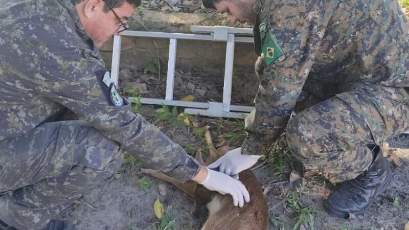 Cervo filhote de espécie não nativa da região é resgatado pela Guarda Ambiental de Saquarema