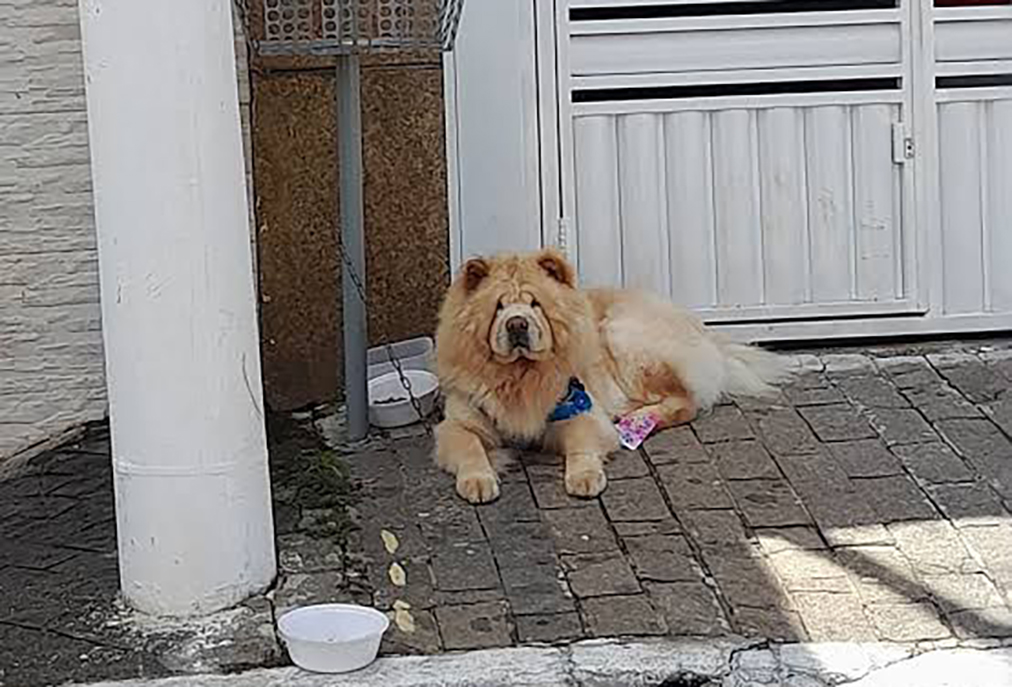 Violento ataque de cão termina com morte de idoso na Região dos Lagos