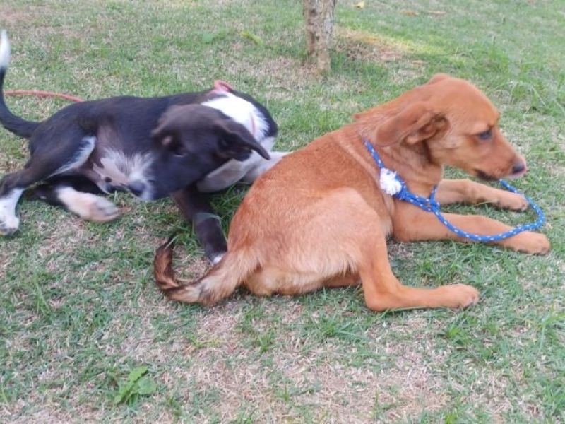 Rio das Ostras realiza nova edição da Feira de Adoção Animal nessa terça (22)