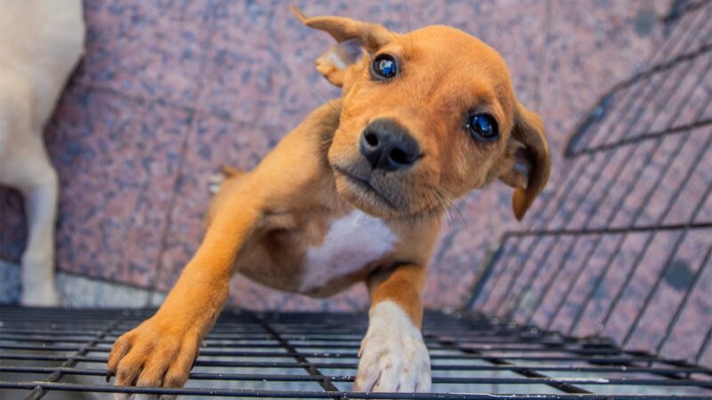 Cães e gatos para adoção no Shopping Plaza Macaé neste fim de semana