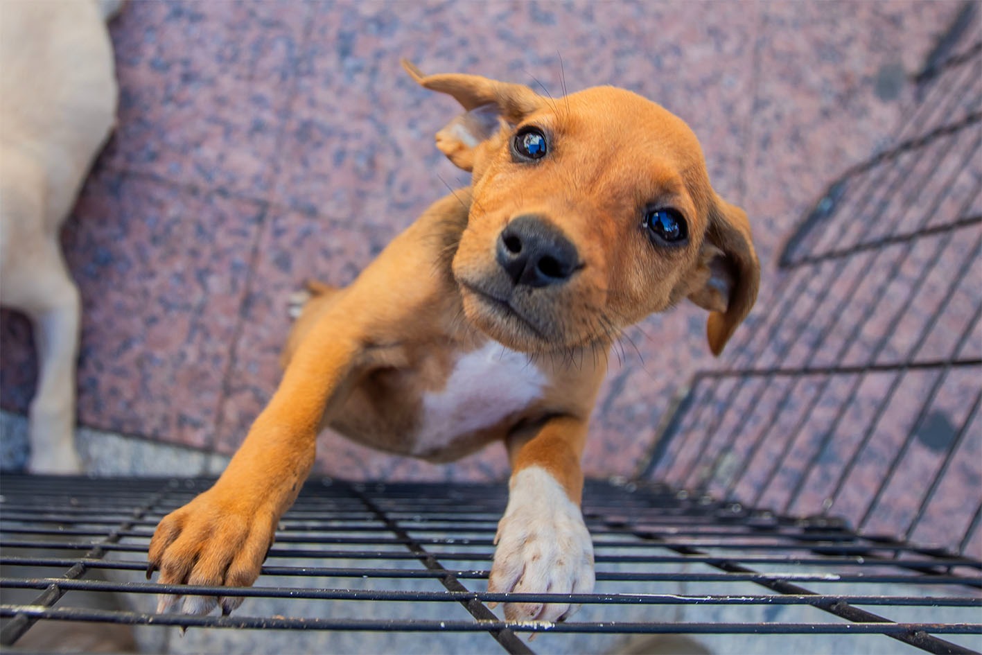 Cães e gatos para adoção no Shopping Plaza Macaé neste fim de semana