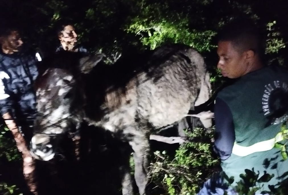Arraial do Cabo mobiliza equipe para resgatar égua atolada na restinga